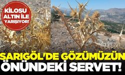 Sarıgöl'de de yetişiyor: Kilosu altın ile yarışıyor!