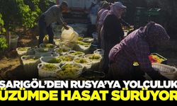Sarıgöl'de hasat tüm hızıyla devam ediyor