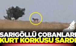 Sarıgöl’de kurt paniği! Çobanlar tedirgin