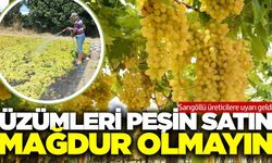 Sarıgöl'de üzüm hasadı hummalı şekilde devam ediyor