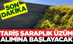 TARİŞ, ıskarta üzüm alımına başlıyor