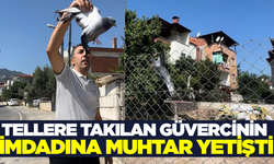 Denizli'de tellere takılan güvercinlerin imdadına muhtar yetişti!