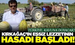 Kırkağaç'ın eşsiz lezzeti Türkiye sofralarında! 30 bin ton rekolte bekleniyor