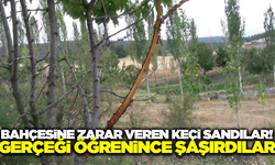 Uzun süredir keçiden şüpheleniyorlardı: Gerçeği fotokapan sayesinde öğrendiler!
