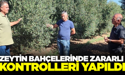 Aydın'da zeytin bahçelerinde zararlı kontrolleri gerçekleşti