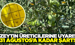 Manisa'da zeytin üreticilerine kritik uyarı!