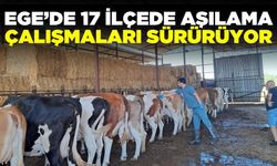 Ege'de büyükbaş hayvanlara yönelik şap aşılaması!