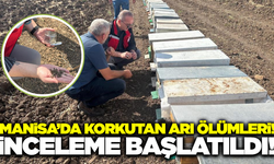 Manisa'da arı ölümleri: Ekipler inceleme başlattı