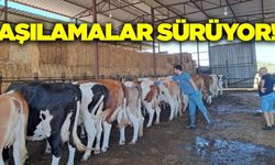 Ege'de şap aşılamaları hafta sonu da sürüyor