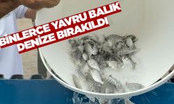 Ege'de balık festivali coşkusu yaşandı