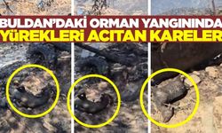 Buldan'daki yangında bazı hayvanlar telef oldu