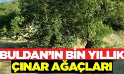 Buldan'da bin yıllık çınarlar korunma altına alınmayı bekliyor