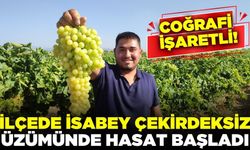 Ege'de 'İsabey' üzümü bereketi: Hasat sezonu açıldı