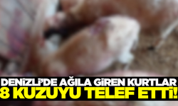 Denizli'de kurtlar ağıldaki 8 kuzuyu telef etti