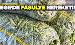 Ege'de fasulye sezonu bereketli geçti