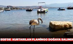 Ege'de kurtarılan leylek ve flamingo doğaya salındı
