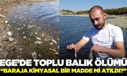 Ege'de toplu balık ölümleri tedirgin etti