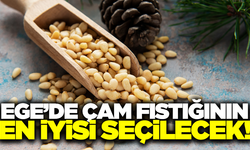 "En İyi Çam Fıstığı" yarışması heyecanı başlıyor!