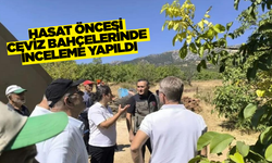 Afyonkarahisar'ın meşhur yapağlı cevizi için hasat öncesi inceleme