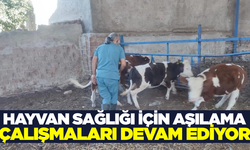 Hayvan sağlığı için Söke'de aşılama hız kesmiyor