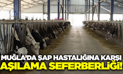 Hayvan yetiştiricilerine şap uyarısı: "Aşılamayı ihmal etmeyin"