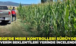 Ege'de silajlık mısır kontrolleri