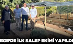 Ege'de sezonun ilk salep ekimi yapıldı!
