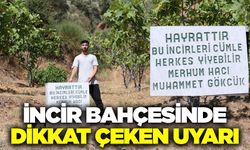 Aydın'da herkese açık incir bahçesi