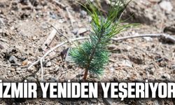 Yangın sonrası ağaçlandırma ve erozyon kontrolü çalışmaları hızla ilerliyor