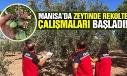 Manisa'da rekolte çalışmaları başladı!