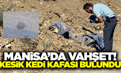 Manisa'da korkunç görüntü! Kesik kedi kafası bulundu