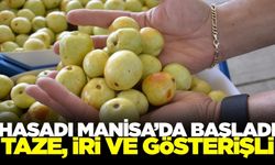 Manisa'da yetişiyor! İri görünümüyle dikkat çekiyor...