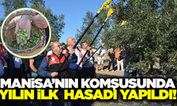 Manisa'nın komşusunda zeytin sezonu başladı!