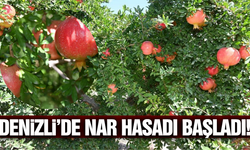 Nar hasadı Denizli'de başladı