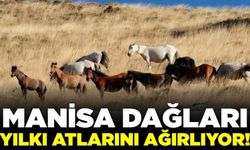 Alaşehir dağları yılkı atlarına ev sahipliği yapıyor!