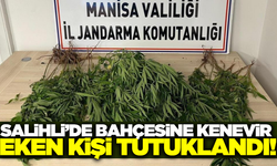 Salihli'de bahçesinde kenevir yetiştiren kişi tutuklandı