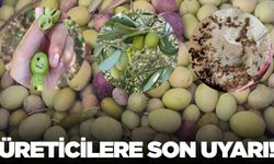Salihli’de üreticilere “zeytin sineği” uyarısı