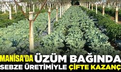Sarıgöllü çiftçi, bağının yetişme sürecini ekonomiye çevirdi