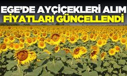 Ege'de ayçiçek çekirdeği alım fiyatları güncellendi!