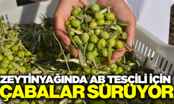 Zeytinyağı Avrupa sofralarına ulaşıyor: Tescil süreci başladı