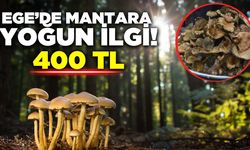 Ege'de mantar sezonu ve fiyat hareketliliği devam ediyor!