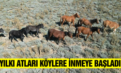 Afyonkarahisar'da yılkı atları köylere sürü halinde indi