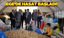 Ege'de ceviz hasadı heyecanı!