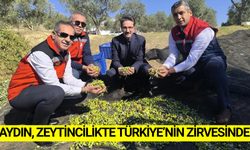Aydın zeytincilikte zirvedeki yerini koruyor