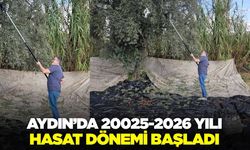 Aydın’da zeytin hasadı başladı