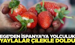 Barbunya yerini çileğe bıraktı