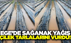 Ege'de çilek tarlaları sular altında kaldı!
