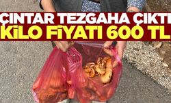 Ege'de sezonu açıldı: Kilosu 600 TL