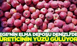 Denizli'de elma hasadı başladı