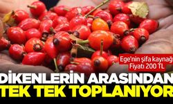 Toplaması zahmetli şifa kaynağı, tezgahtaki yerini aldı